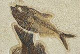 Plate of Two Fossil Fish (Cockerellites & Diplomystus) - Wyoming #292395-2